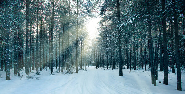 Magical winter forest