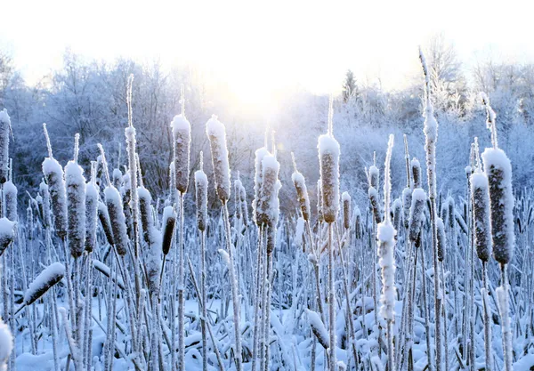 Grama de Inverno — Fotografia de Stock