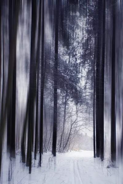 Trilha em bosques — Fotografia de Stock