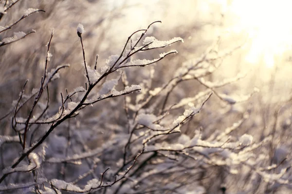 Sneeuw op de takken — Stockfoto