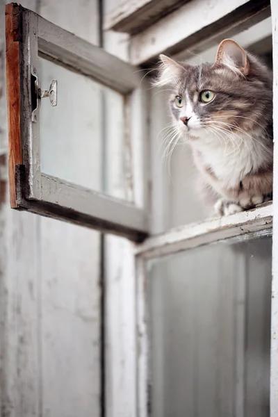 灰色的猫 — 图库照片