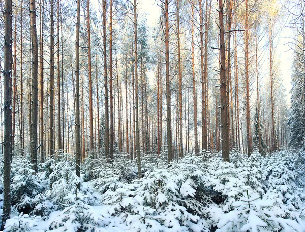 Legno di pino — Foto Stock