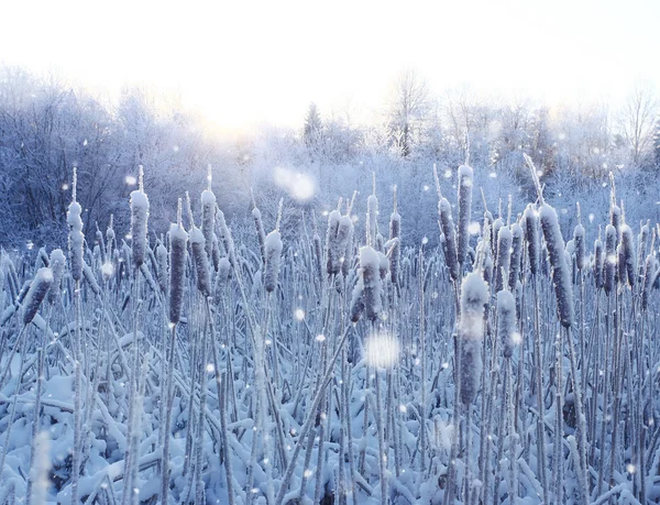 Grama de Inverno — Fotografia de Stock