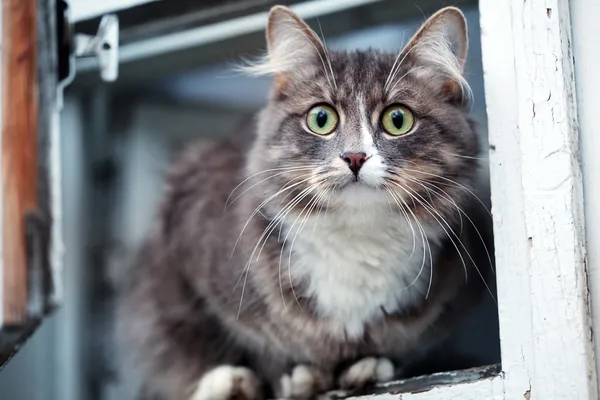 Gray cat — Stock Photo, Image