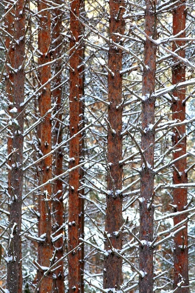 Tronchi di pino — Foto Stock