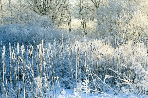 Vinter gräs — Stockfoto