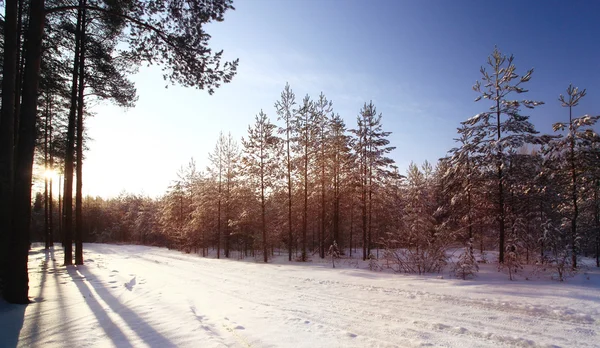 Winter forest sunset — Stock Photo, Image