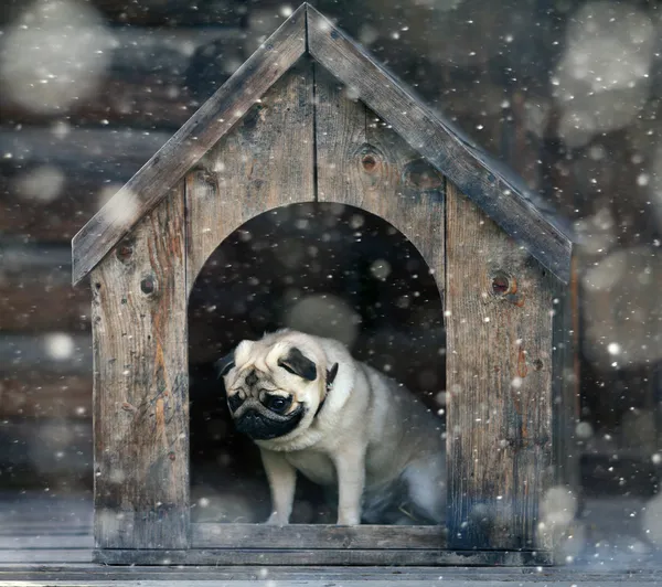 Mops Hund im Hundehaus — Stockfoto