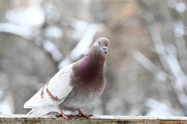 Pombo — Fotografia de Stock