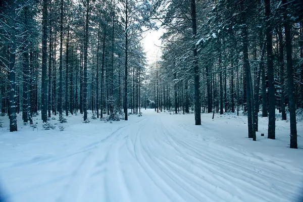 Forêt hivernale magique — Photo