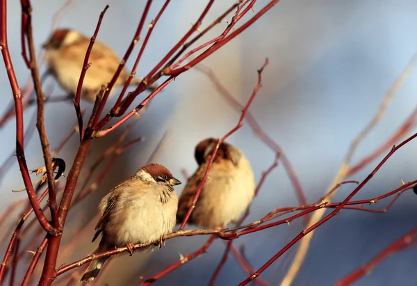 Sparrows on branches — Stock Photo, Image