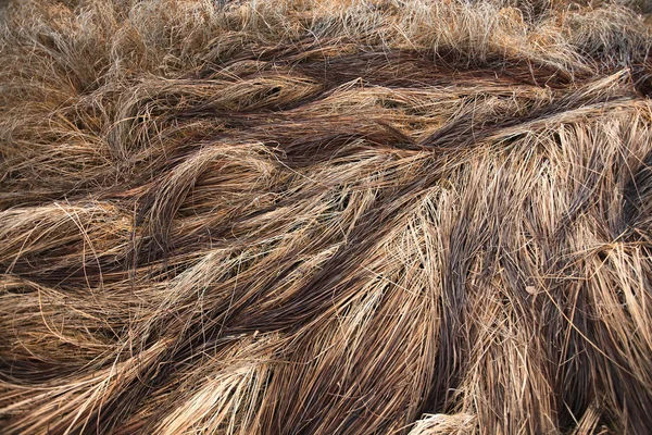 Dry grass sedge — Stock Photo, Image