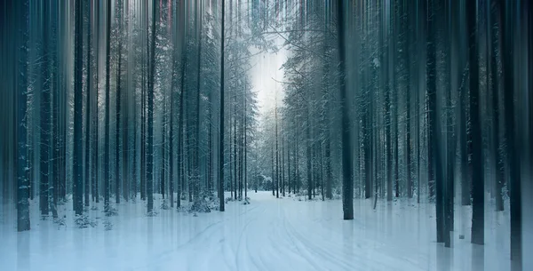 不思議な冬の森 — ストック写真