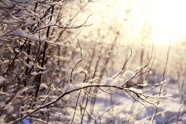 Снег на ветвях — стоковое фото