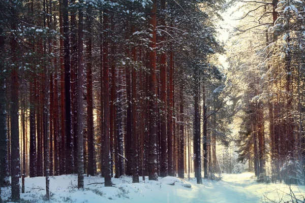 Bosque mágico de invierno — Foto de Stock