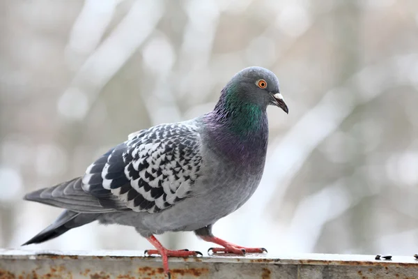 Pombo — Fotografia de Stock