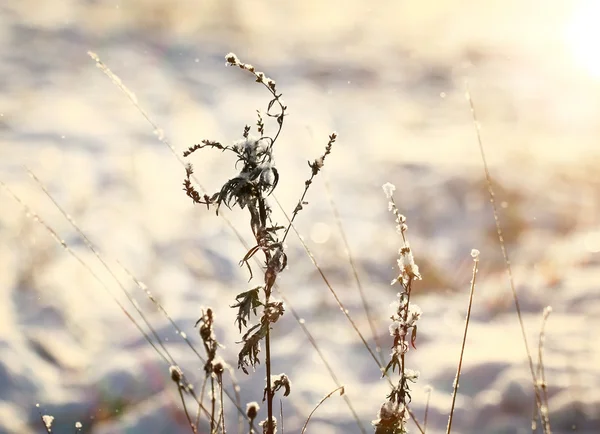 Oude winter gras — Stockfoto