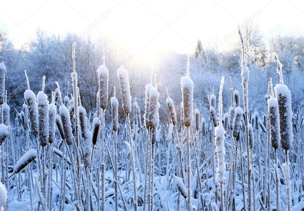 Winter grass