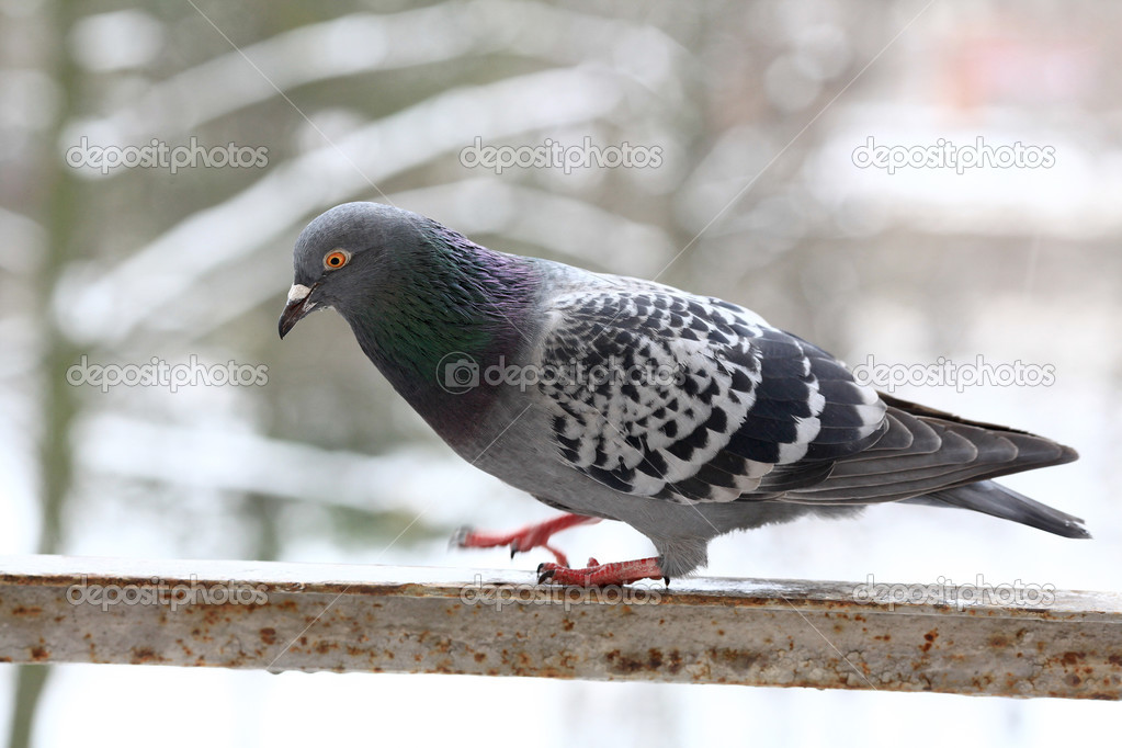 Pigeon