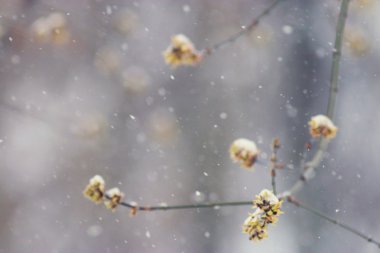 bahar ağacı dalları