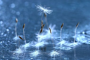 karahindiba tohumları