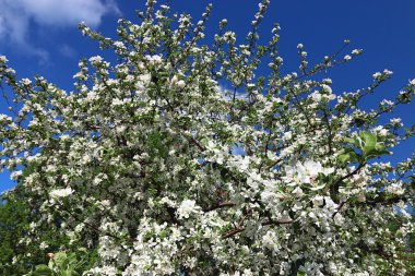 Elma ağacı çiçeği.