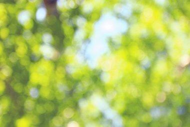 bulanık yeşil renkli