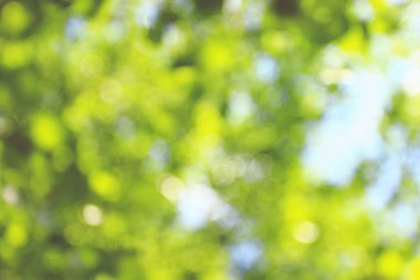 bulanık yeşil renkli