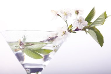 Cam kiraz çiçekleri