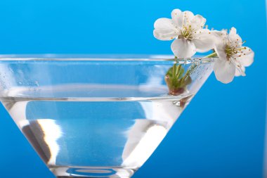 Cam kiraz çiçekleri