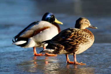Ducks on pond clipart