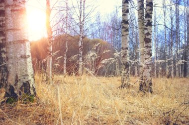 Bahar huş ağacı orman