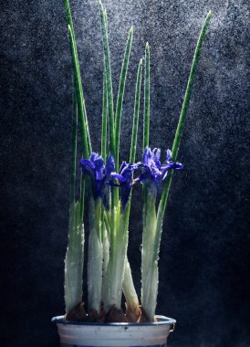 Iris çiçekler