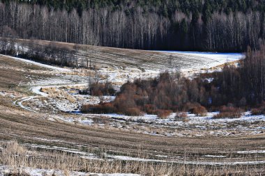 Bahar orman manzarası