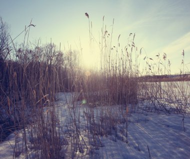 Göl bulrush