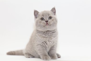 İngiliz yavru kedi