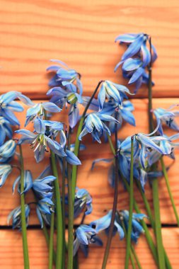 küçük mavi bahar çiçekleri