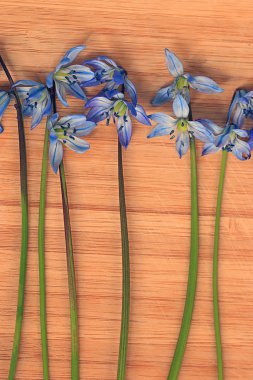 küçük mavi bahar çiçekleri