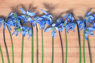 küçük mavi bahar çiçekleri