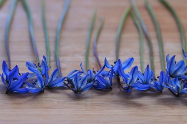 küçük mavi bahar çiçekleri