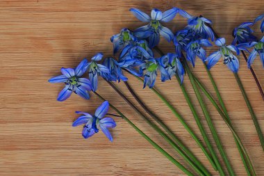 küçük mavi bahar çiçekleri