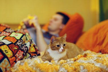 zencefil kedi