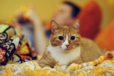 zencefil kedi