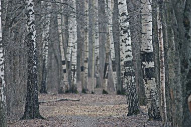 Ağaçların yaprakları olmadan gövdeleri
