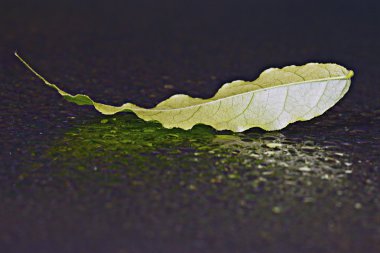 genç yaprakları su yüzeyi