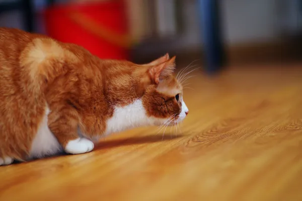 Імбир кішка — стокове фото