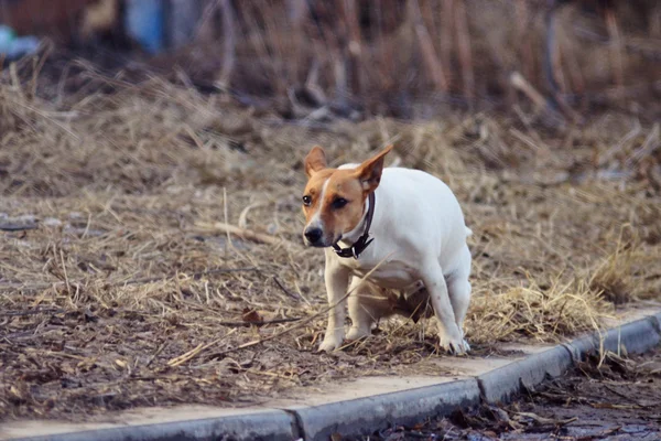 Pooping kutya — Stock Fotó