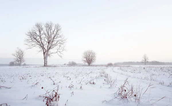 Zimní strom — Stock fotografie