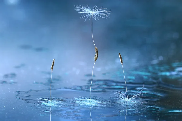 Dandelion seeds — Stock Photo, Image