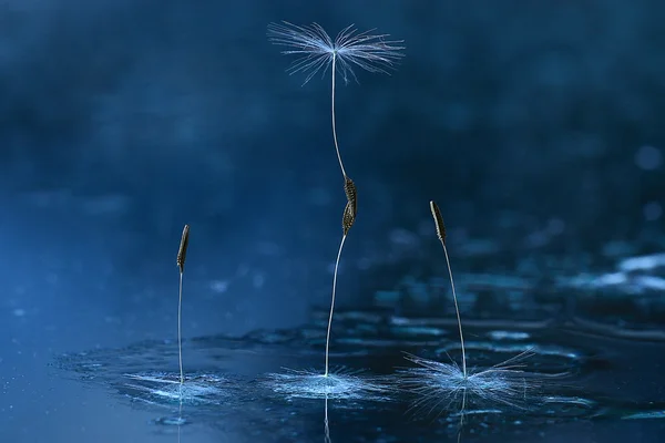 Dandelion seeds — Stock Photo, Image